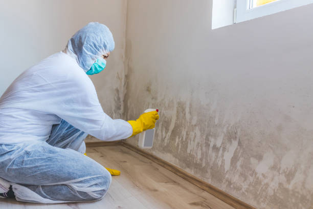 Licensed Commercial Mold Remediation service in Gulf, NC - WQB Mold Removal