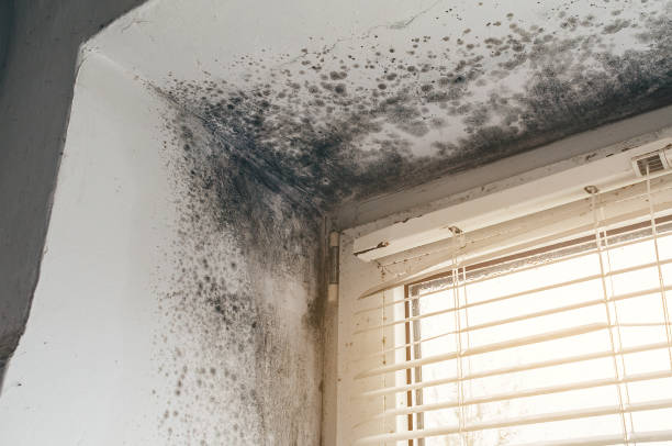 Affordable Commercial Mold Remediation solutions in Gulf, NC
